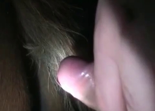 Horse fucking in the barn