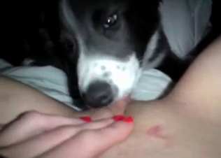 POV action with a horny dog