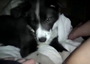 POV action with a horny dog