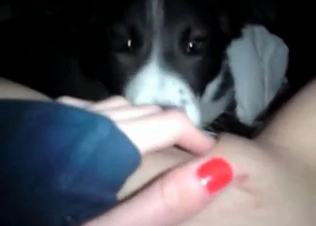 POV action with a horny dog