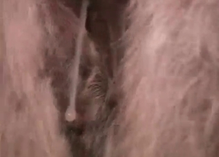 Animal fucking with its huge don