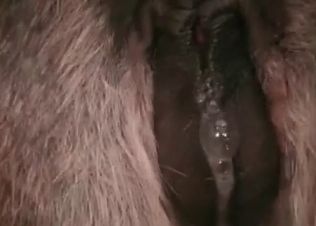 Animal fucking with its huge don