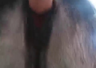 Animal fucking with its huge don