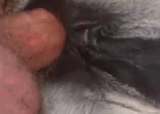 Animal fucking with its huge don