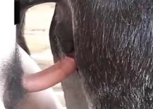 Animal fucking with its huge don
