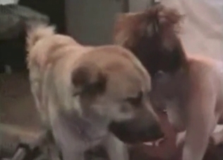 Dog fucking its owner at home