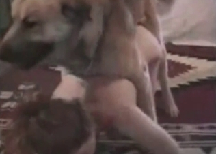 Dog fucking its owner at home