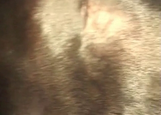Bed sex for this black doggie