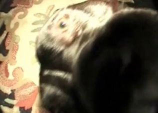 Bed sex for this black doggie