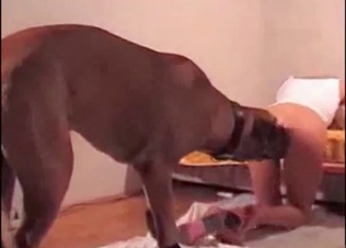 Doggy seduced by booty shaking
