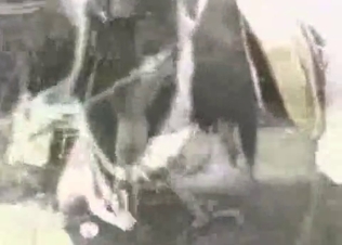 Horse fucking two chicks