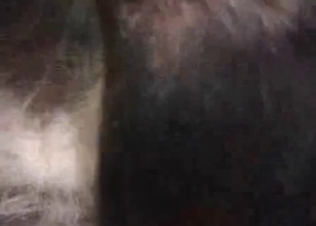 Anal sex for this dog