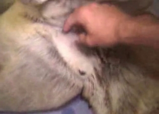 Anal sex for this dog