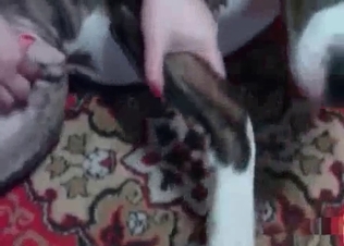 Zoo sex for a husky