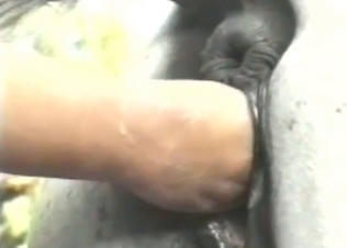 Animal sex for a kinky family