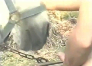 Animal sex for a kinky family