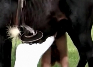 Amazing titjob for a horse
