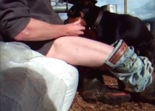 Hard cock sucked by a dog