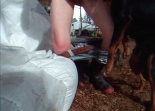 Hard cock sucked by a dog