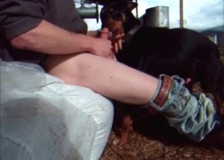 Hard cock sucked by a dog