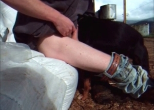 Hard cock sucked by a dog