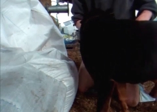 Hard cock sucked by a dog