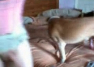 Hardcore sex with a fast fucking dog