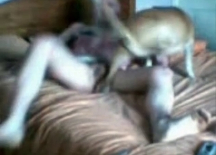 Hardcore sex with a fast fucking dog