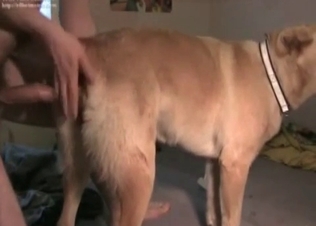 Dog fucks like crazy