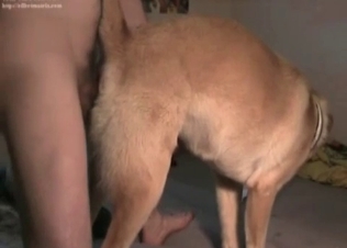 Dog fucks like crazy