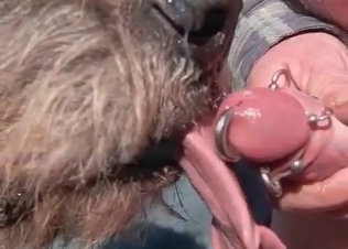 Pierced dick serviced orally by a dog