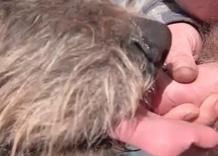 Pierced dick serviced orally by a dog