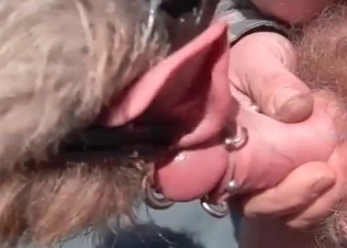 Pierced dick serviced orally by a dog