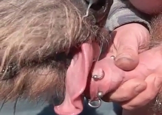Pierced dick serviced orally by a dog