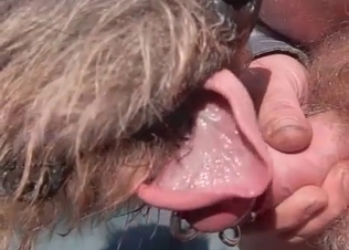 Pierced dick serviced orally by a dog