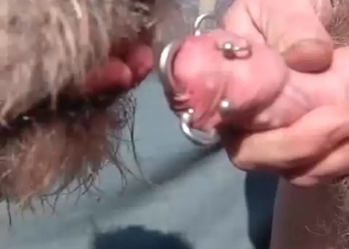 Pierced dick serviced orally by a dog