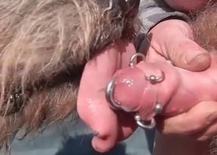 Pierced dick serviced orally by a dog