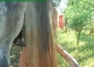 Horse serviced orally by a chick