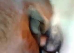 Slutty horse fucked from behind