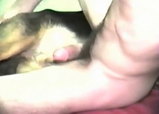 Animal balls getting massaged