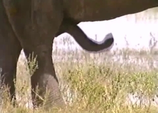 Elephant showing its nasty side