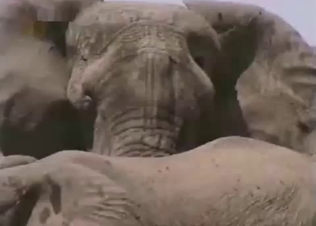 Elephant showing its nasty side