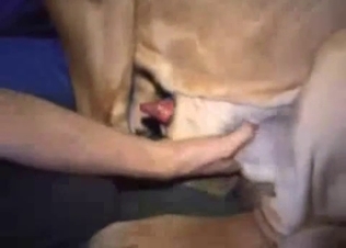 Close-up banging with a kinky dog