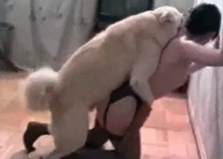 Fast sex of a brunette and her trained dog