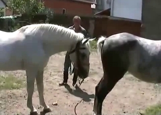 Two amazing stallions having good pound