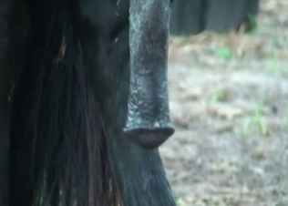 Sweet stallion fucked a hot man from behind on cam