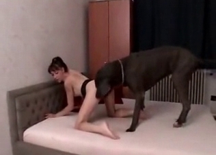 Doberman sucking out all pussy juice