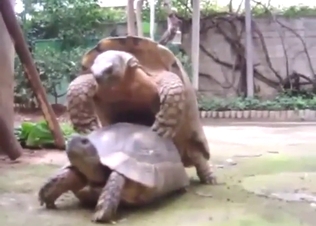 Turtles starring in zoophile porn with hot sex