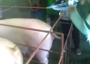 Vietnam porn movie with sexy pig insemination