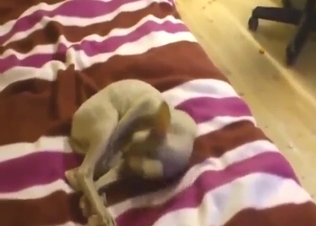 Cat-on-cat sexiness with plenty of sex in heat